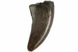 Raptor Tooth (Acheroraptor?) - Montana #77395-1